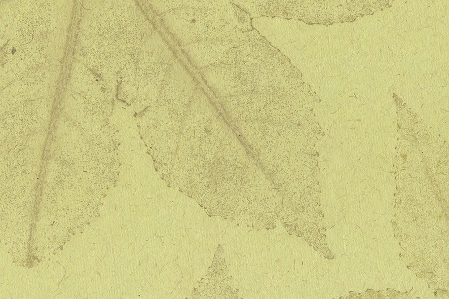 Leaves Impression: Light Lime Jute Cotton Mix Handmade Paper ~100gsm Set of 5 56x76cm each