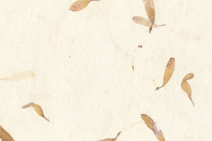 Warm White with Aster Petals Handmade Paper ~100gsm Set of 5 56x76cm each